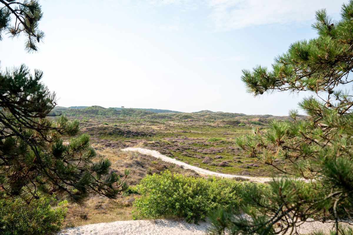 schoorlse duinen